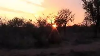 جنس جماعي جامح في الغابة: نيك أفارقة قاسي