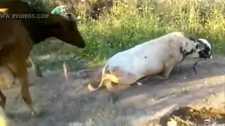 رجل ينيك بقرة سكس حيوانات