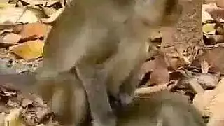 ثلاث أحواض حيوانية ضخمة تلمع بواسطة قضيب صلب صغير