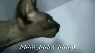 نجمة أفلام إكس تأخذ عدة زبور في فمها وفرجها