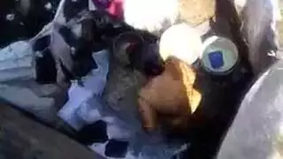 مشاهد إباحية عالمية: حركة صريحة محررة