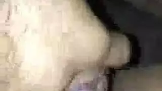 الوردي الهرة الكوبية آلة الداعر