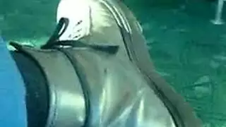 أشرطة سكس يمنية إكس إكس إكس: حركة صنعانية جامحة