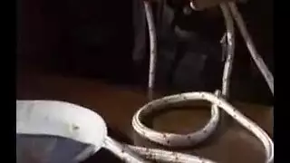 ضياع في الشهوة: قضيب منتفخ يطلب جنساً عنيفاً